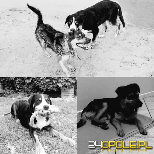 Ktoś truje psy w gminie Komprachcice? Reaguje wojewoda 