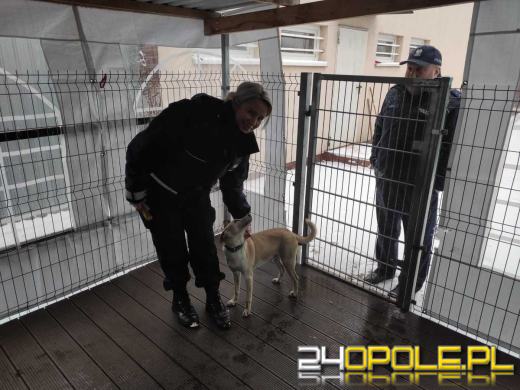 Z pomocą porzuconym zwierzakom