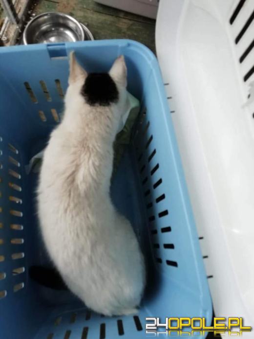 W gminie Lubsza umierają koty. Drastyczny widok zastały wolontariuszki TOZ-u