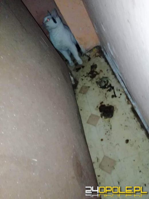 W gminie Lubsza umierają koty. Drastyczny widok zastały wolontariuszki TOZ-u