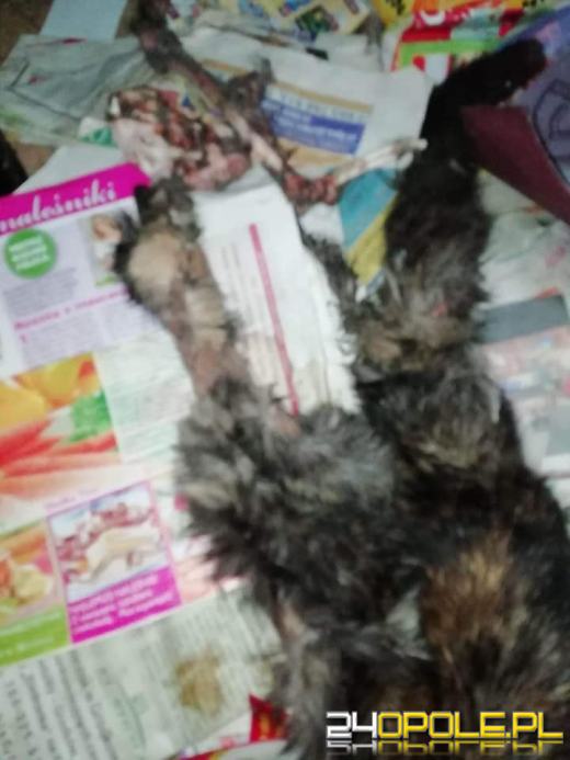 W gminie Lubsza umierają koty. Drastyczny widok zastały wolontariuszki TOZ-u