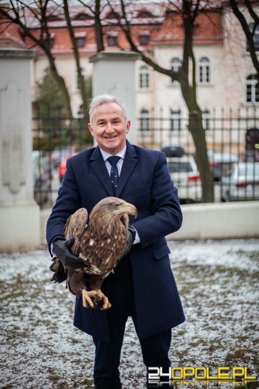 Kolejny bielik otruty w Brzegu. Zanim trafił na leczenie, przeszedł sesję zdjęciową...