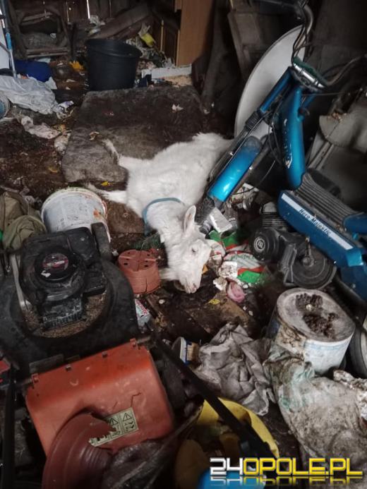 Kolejna zwierzęca tragedia w gminie Lubsza. Koza konała wśród martwych koźlątek