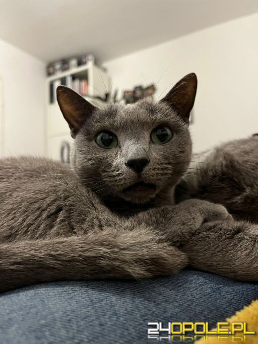 Dziś świętują wszystkie KOTY. Czytelnicy pochwalili się swoimi pupilami