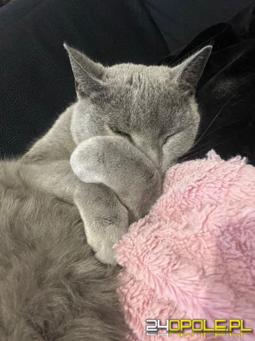 Dziś świętują wszystkie KOTY. Czytelnicy pochwalili się swoimi pupilami