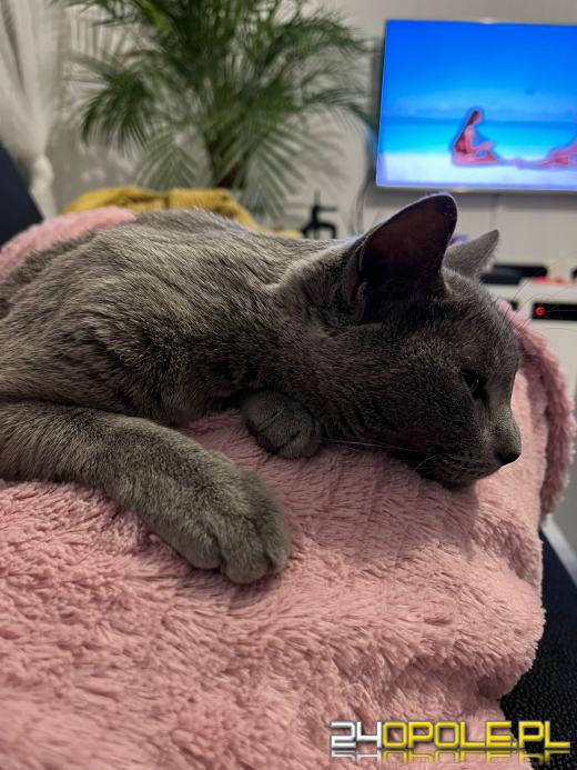 Dziś świętują wszystkie KOTY. Czytelnicy pochwalili się swoimi pupilami