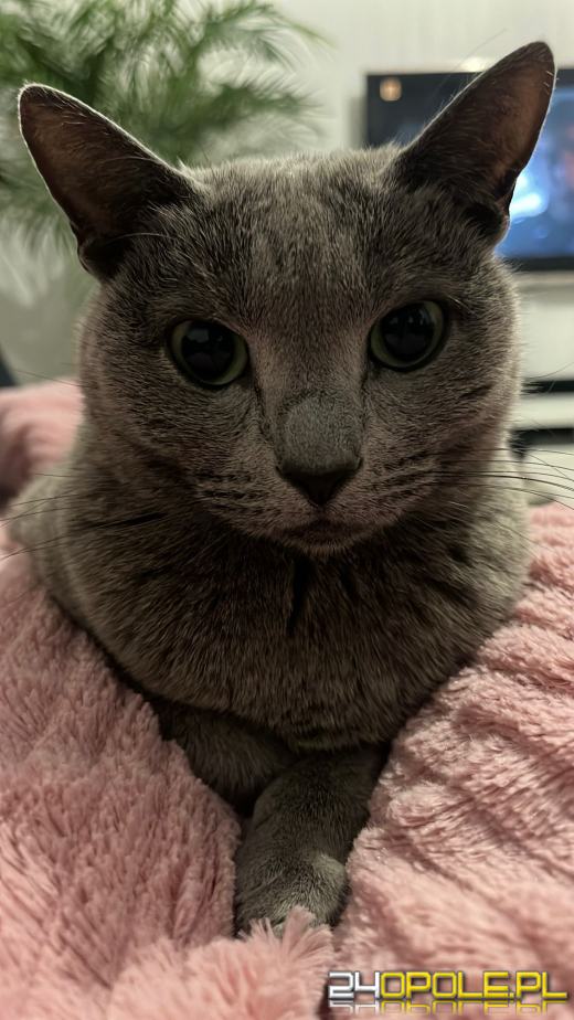 Dziś świętują wszystkie KOTY. Czytelnicy pochwalili się swoimi pupilami