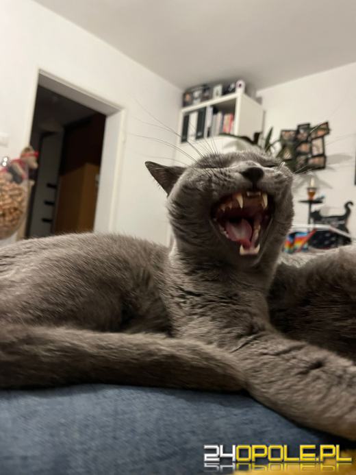 Dziś świętują wszystkie KOTY. Czytelnicy pochwalili się swoimi pupilami