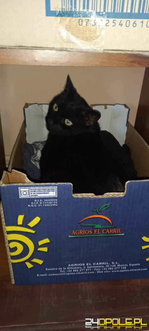 Dziś świętują wszystkie KOTY. Czytelnicy pochwalili się swoimi pupilami