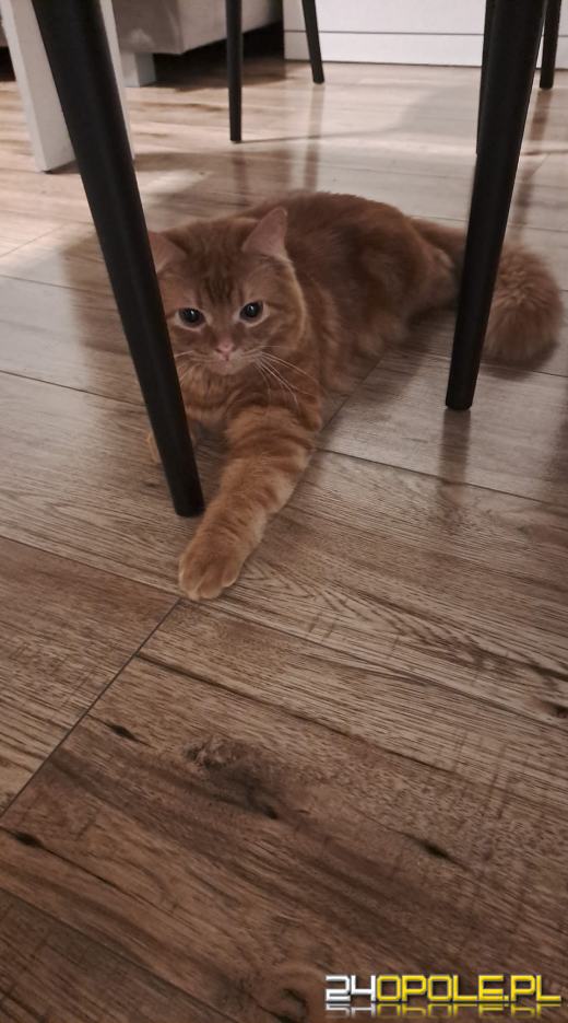 Dziś świętują wszystkie KOTY. Czytelnicy pochwalili się swoimi pupilami