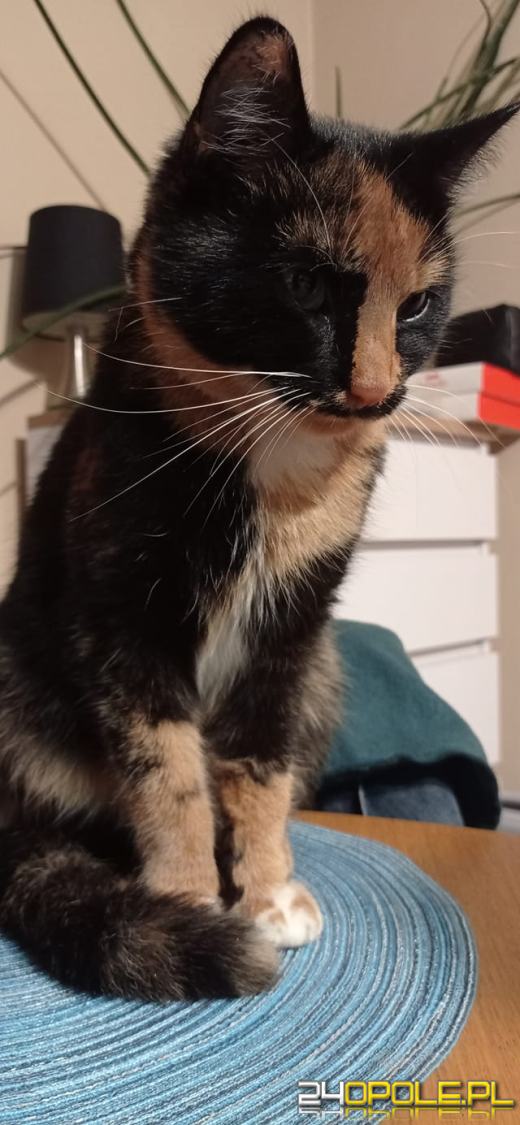 Dziś świętują wszystkie KOTY. Czytelnicy pochwalili się swoimi pupilami