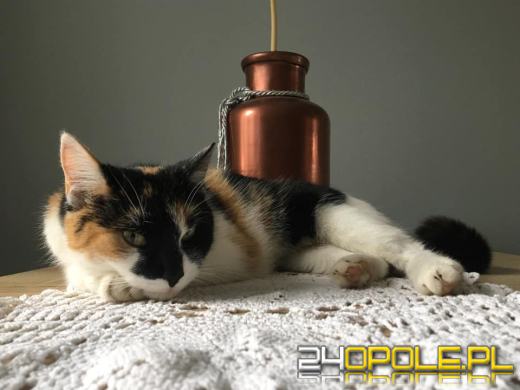 Dziś świętują wszystkie KOTY. Czytelnicy pochwalili się swoimi pupilami