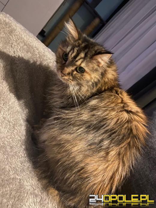 Dziś świętują wszystkie KOTY. Czytelnicy pochwalili się swoimi pupilami