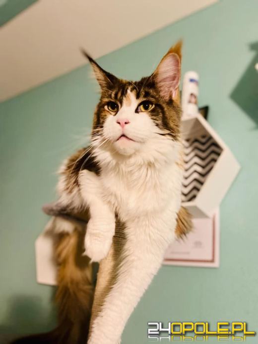 Dziś świętują wszystkie KOTY. Czytelnicy pochwalili się swoimi pupilami