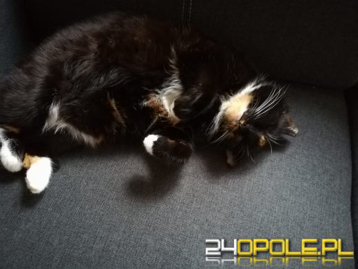 Dziś świętują wszystkie KOTY. Czytelnicy pochwalili się swoimi pupilami