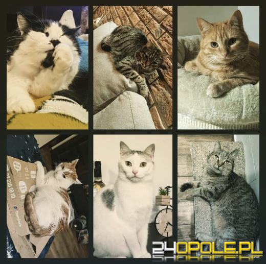 Dziś świętują wszystkie KOTY. Czytelnicy pochwalili się swoimi pupilami