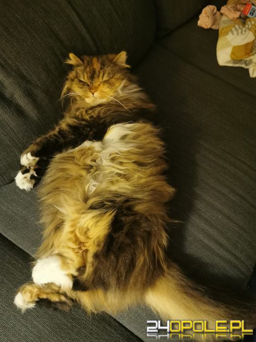 Dziś świętują wszystkie KOTY. Czytelnicy pochwalili się swoimi pupilami