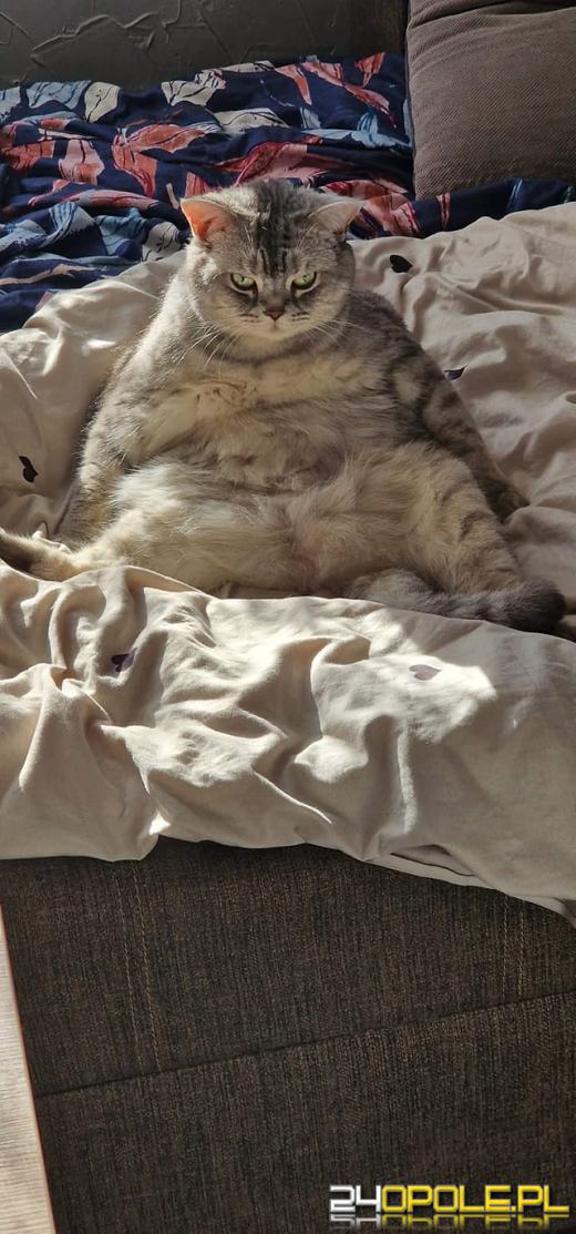 Dziś świętują wszystkie KOTY. Czytelnicy pochwalili się swoimi pupilami