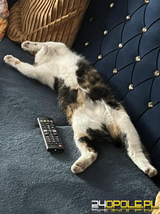 Dziś świętują wszystkie KOTY. Czytelnicy pochwalili się swoimi pupilami