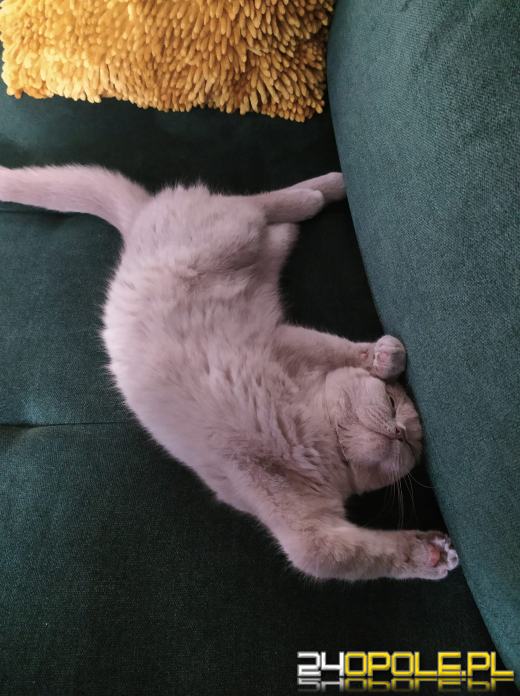 Dziś świętują wszystkie KOTY. Czytelnicy pochwalili się swoimi pupilami