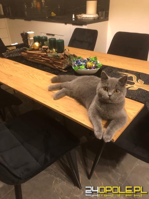 Dziś świętują wszystkie KOTY. Czytelnicy pochwalili się swoimi pupilami