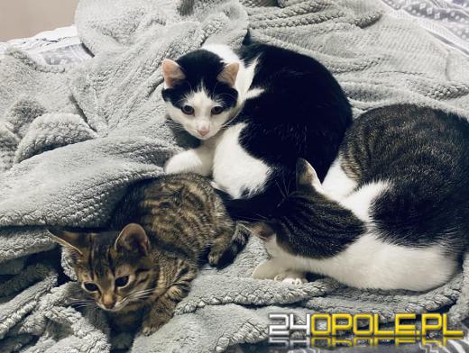 Dziś świętują wszystkie KOTY. Czytelnicy pochwalili się swoimi pupilami