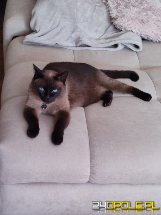 Dziś świętują wszystkie KOTY. Czytelnicy pochwalili się swoimi pupilami