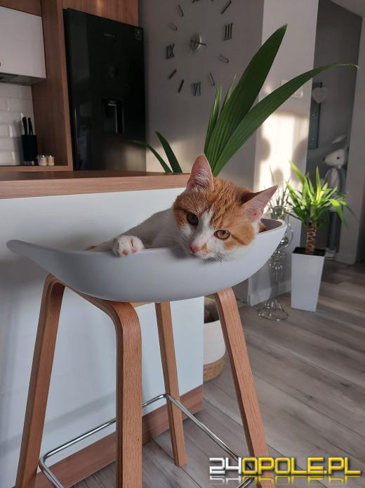 Dziś świętują wszystkie KOTY. Czytelnicy pochwalili się swoimi pupilami