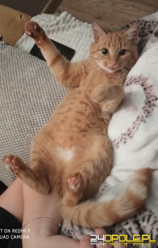 Dziś świętują wszystkie KOTY. Czytelnicy pochwalili się swoimi pupilami