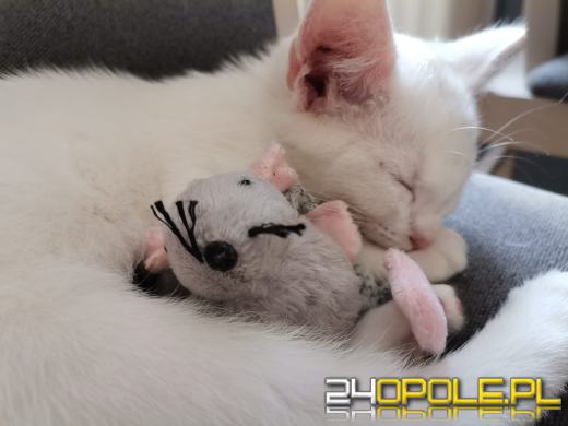 Dziś świętują wszystkie KOTY. Czytelnicy pochwalili się swoimi pupilami