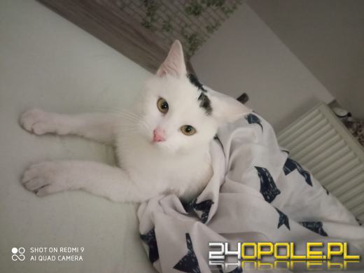 Dziś świętują wszystkie KOTY. Czytelnicy pochwalili się swoimi pupilami