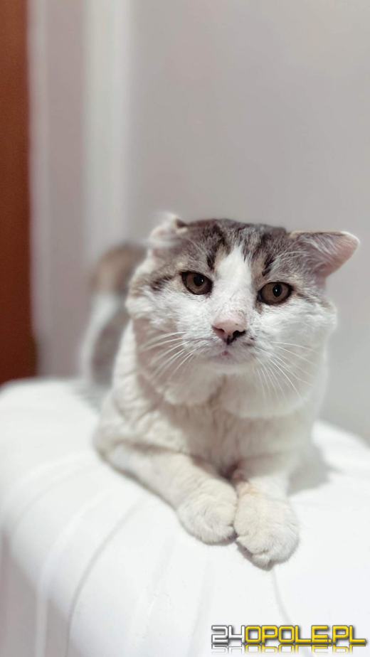 Dziś świętują wszystkie KOTY. Czytelnicy pochwalili się swoimi pupilami