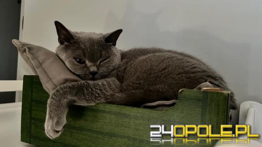 Dziś świętują wszystkie KOTY. Czytelnicy pochwalili się swoimi pupilami