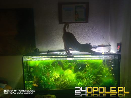 Dziś świętują wszystkie KOTY. Czytelnicy pochwalili się swoimi pupilami