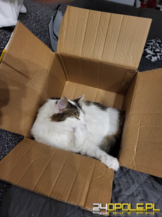 Dziś świętują wszystkie KOTY. Czytelnicy pochwalili się swoimi pupilami