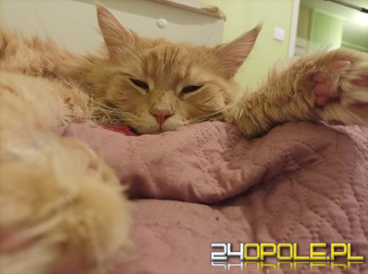 Dziś świętują wszystkie KOTY. Czytelnicy pochwalili się swoimi pupilami