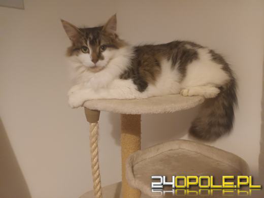 Dziś świętują wszystkie KOTY. Czytelnicy pochwalili się swoimi pupilami