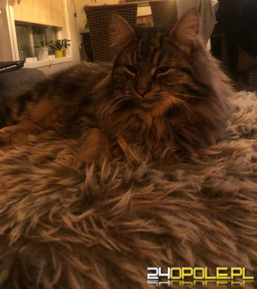 Dziś świętują wszystkie KOTY. Czytelnicy pochwalili się swoimi pupilami