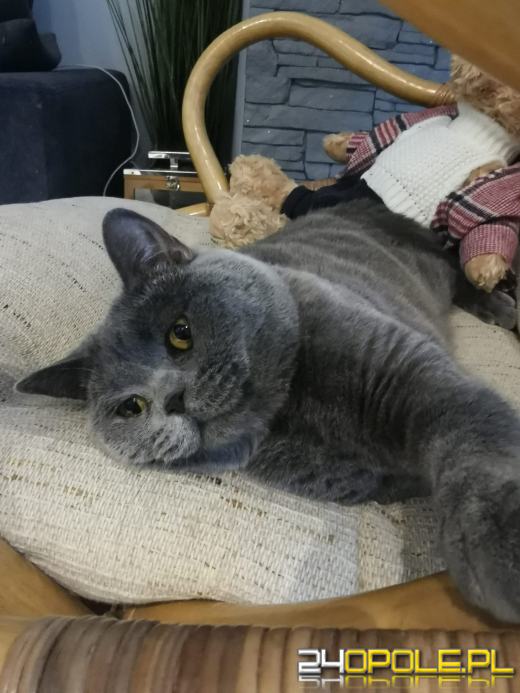 Dziś świętują wszystkie KOTY. Czytelnicy pochwalili się swoimi pupilami