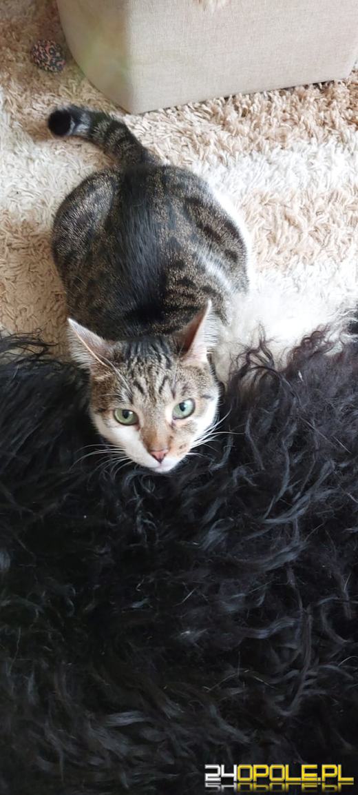 Dziś świętują wszystkie KOTY. Czytelnicy pochwalili się swoimi pupilami