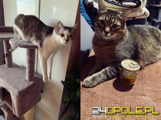 Dziś świętują wszystkie KOTY. Czytelnicy pochwalili się swoimi pupilami