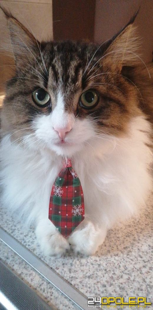 Dziś świętują wszystkie KOTY. Czytelnicy pochwalili się swoimi pupilami