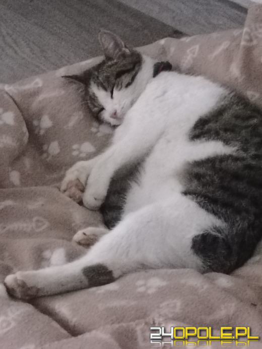 Dziś świętują wszystkie KOTY. Czytelnicy pochwalili się swoimi pupilami