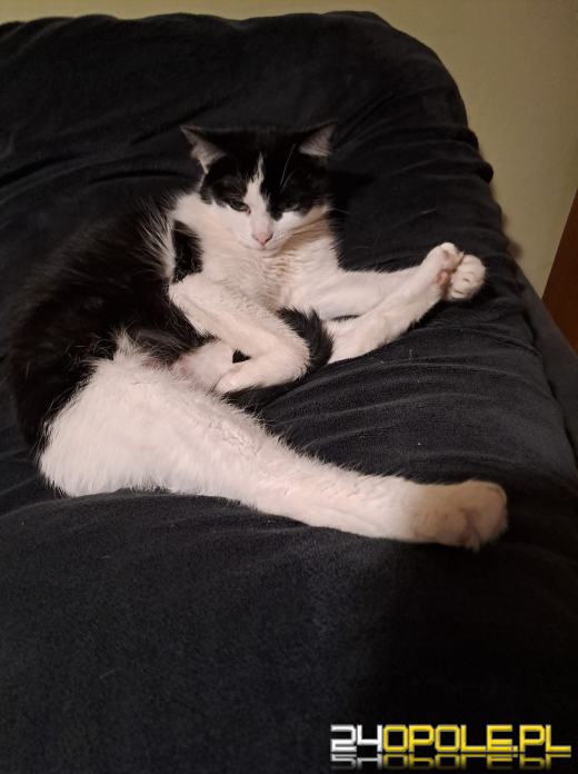 Dziś świętują wszystkie KOTY. Czytelnicy pochwalili się swoimi pupilami