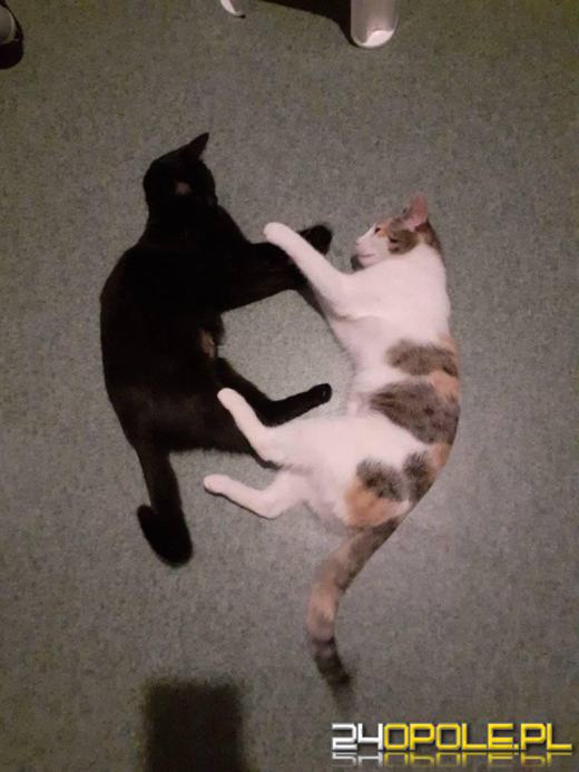 Dziś świętują wszystkie KOTY. Czytelnicy pochwalili się swoimi pupilami