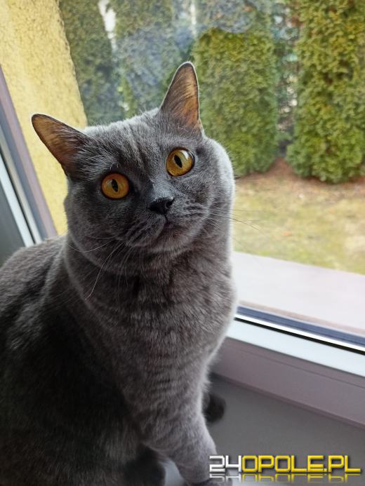 Dziś świętują wszystkie KOTY. Czytelnicy pochwalili się swoimi pupilami