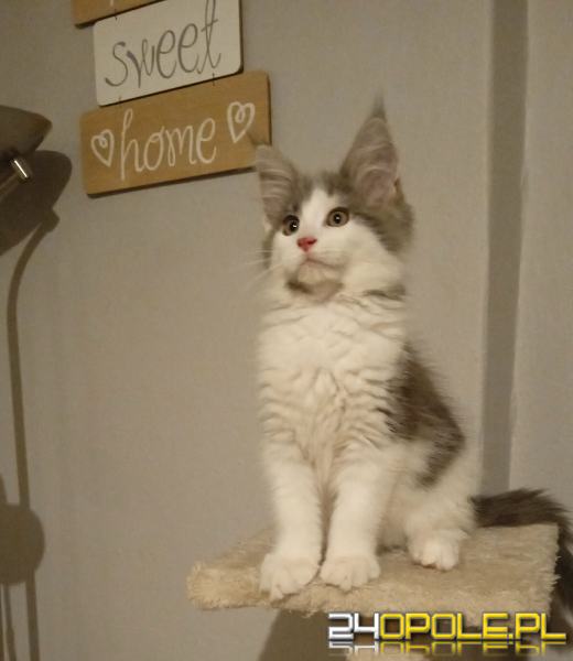 Dziś świętują wszystkie KOTY. Czytelnicy pochwalili się swoimi pupilami