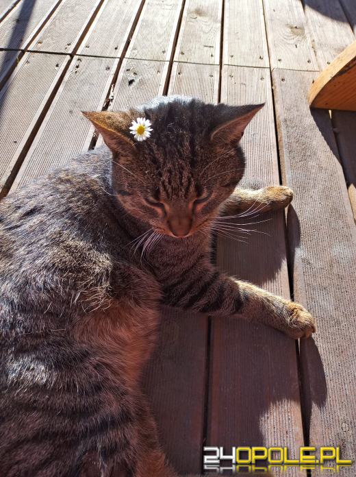 Dziś świętują wszystkie KOTY. Czytelnicy pochwalili się swoimi pupilami