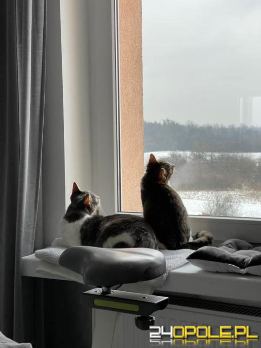 Dziś świętują wszystkie KOTY. Czytelnicy pochwalili się swoimi pupilami