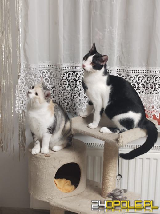 Dziś świętują wszystkie KOTY. Czytelnicy pochwalili się swoimi pupilami